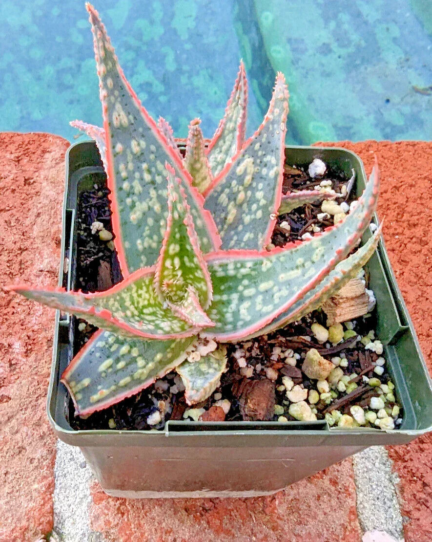 Aloe Christmas Sleigh 4" Potted Plant | Aloe Vera Succulent