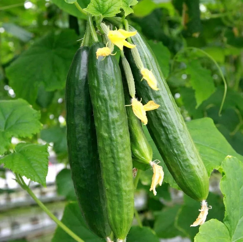 Persian Cucumber Seeds Beit Alpha F1 Burpless Lebanese Middle Eastern Cucumis sativus