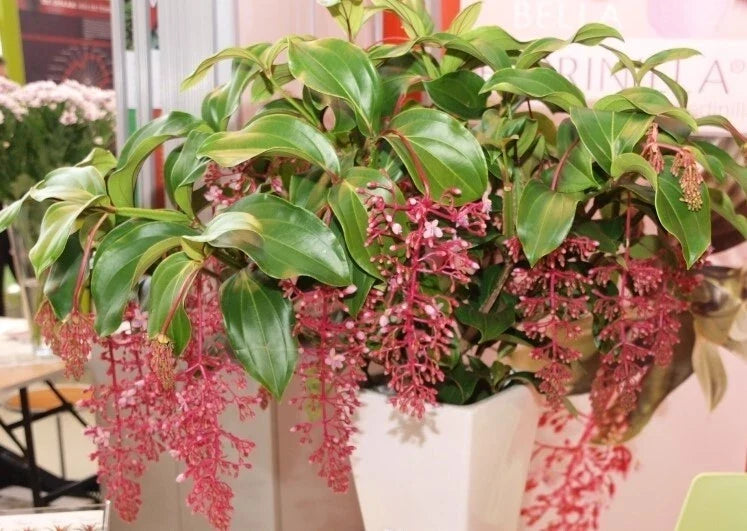 Live Rooted Starter Plant - Rare Bella Magnifica Medinilla - Exotic Indoor Plant - Unique Home Decor - Medinilla magnifica