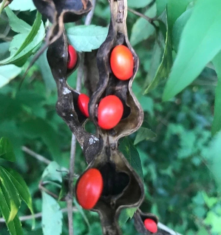 Erythrina Coral Cherokee Beans Seeds – Vibrant Red Wildflower for Hummingbird Attraction, Drought-Tolerant, Full Sun, 5 Pack