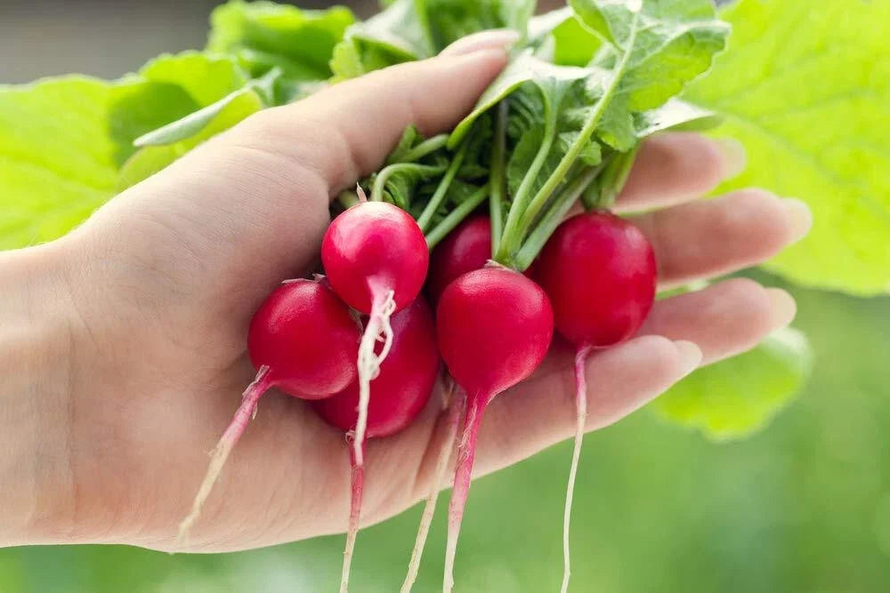 Cherry Belle Radish Seeds - 250+ Pack, Fast Growing, Crisp Flavor, Raphanus sativus, Container Gardening, Cool-Season Crop