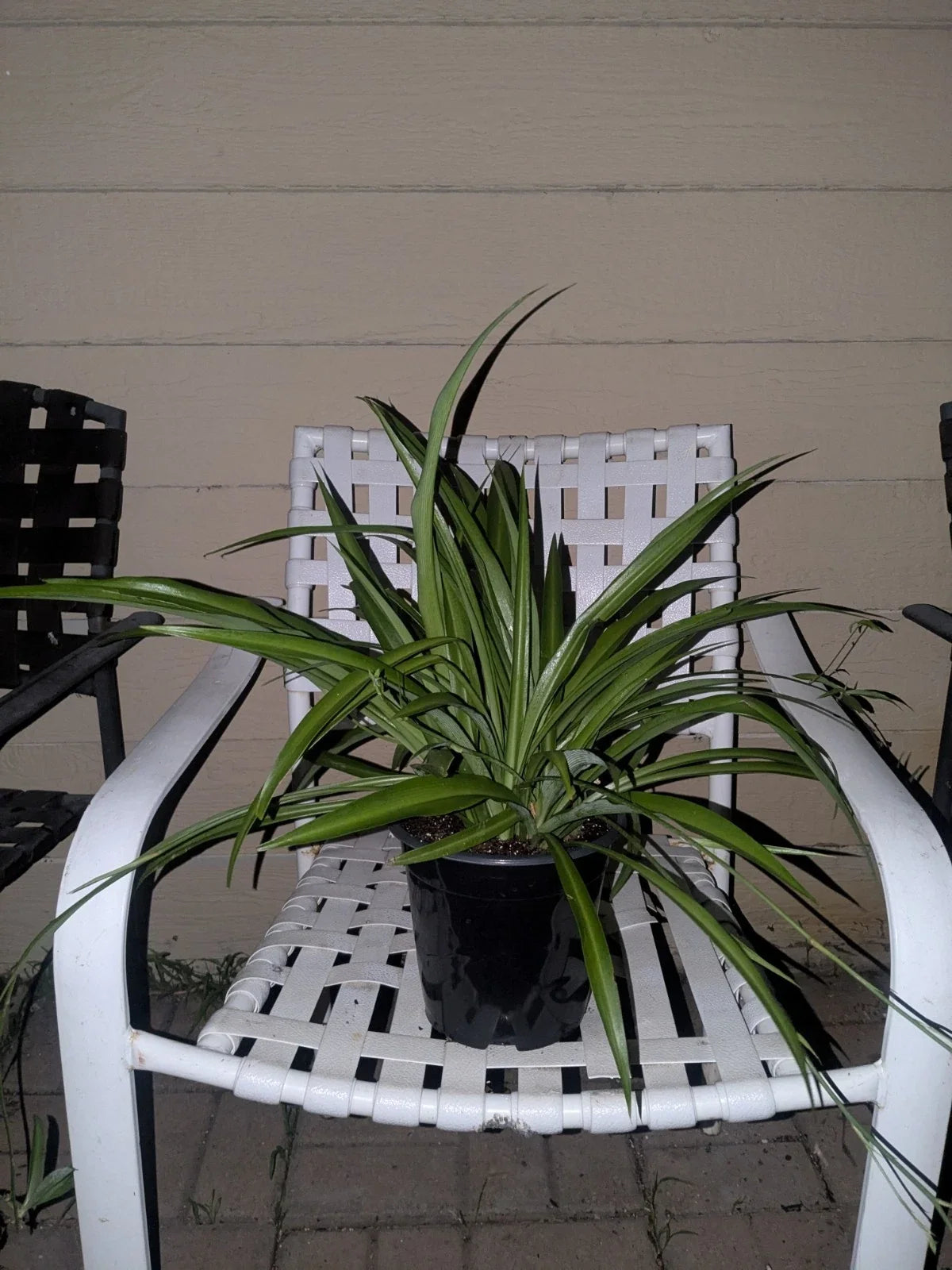 Rooted Spider Plant in Pot – Live Indoor Chlorophytum comosum with Solid Green Foliage