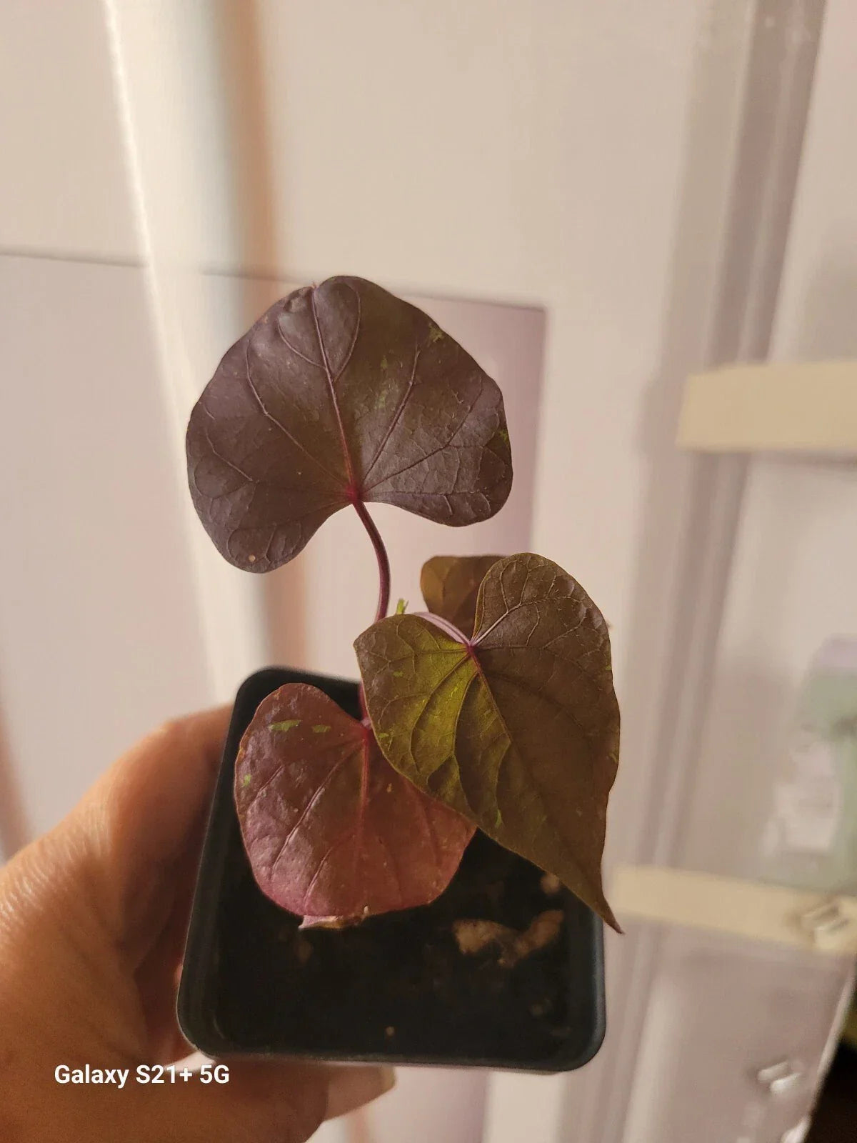 Potted Blackie Sweet Potato Vine Plant - Fully Rooted 4-inch Pot Ipomoea batatas