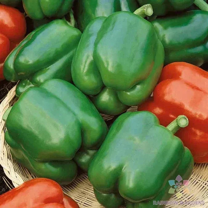 Yolo Wonder Sweet Pepper Seeds – Non-GMO Capsicum annuum for Home Garden, Container, and Raised Bed Cultivation, 25+ Pack