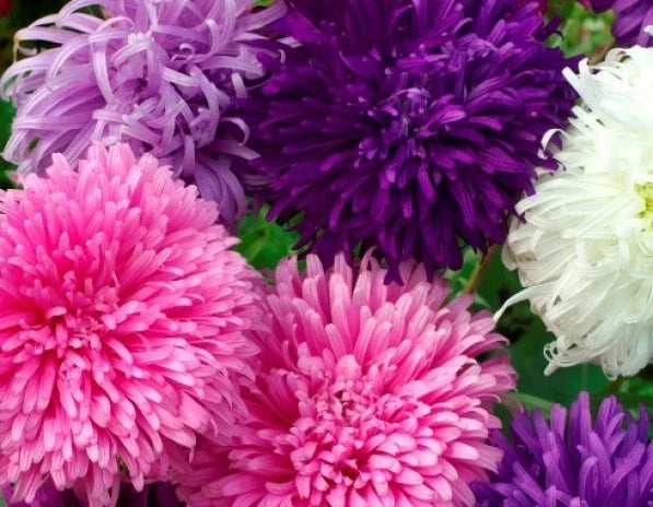 Giant California Aster Seeds - 50 Purple Flower Seeds - Symphyotrichum chilense - Perennial for Borders & Wildflower Gardens