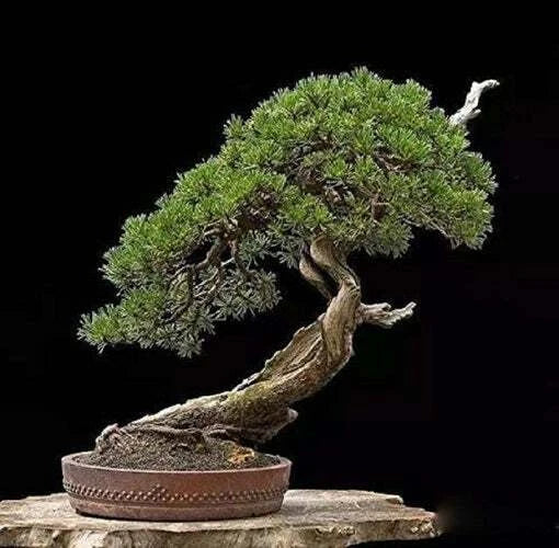 Bonsai Tree Seeds - Japanese Black Pine (Pinus thunbergii) - 30 Seeds for Home Gardening & Bonsai Cultivation