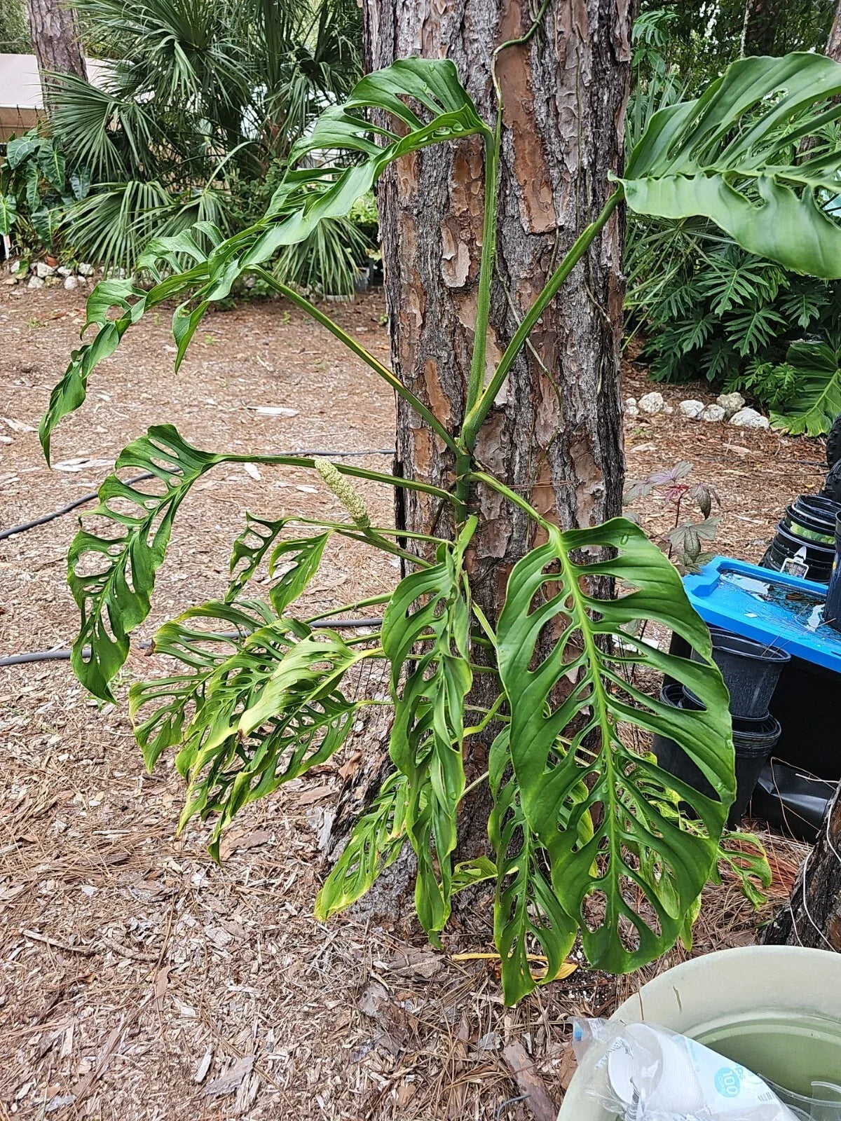 Monstera Adansonii Cuttings 3 Node Unrooted Swiss Cheese Plant Vining Indoor Houseplant