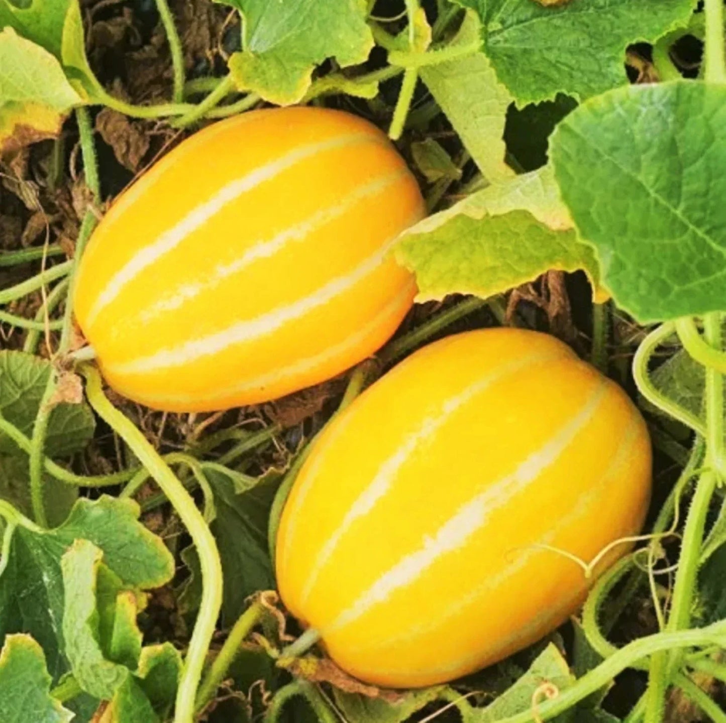 Korean Melon Seeds - Pack of 20, Yellow White Striped Skin, Cucumis melo var. makuwa, for Home Garden & Organic Planting
