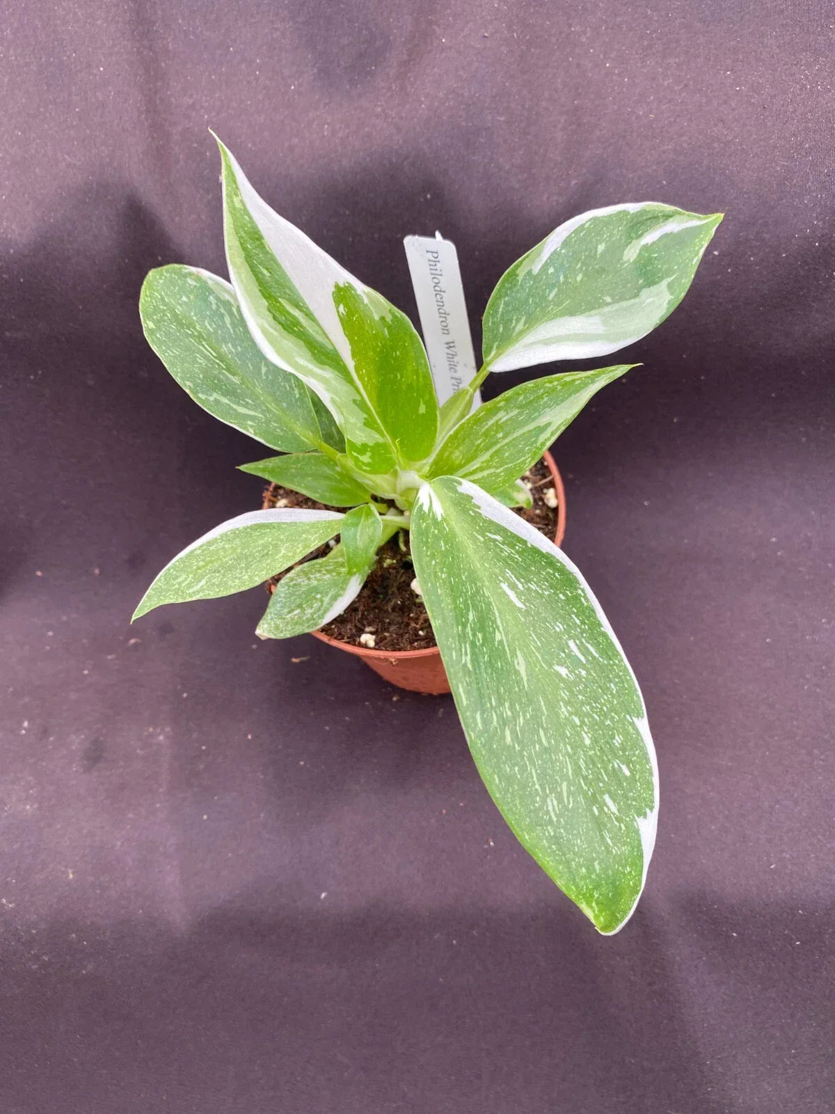 Philodendron White Princess Rooted Plant in 3" Pot – Variegated Indoor Houseplant
