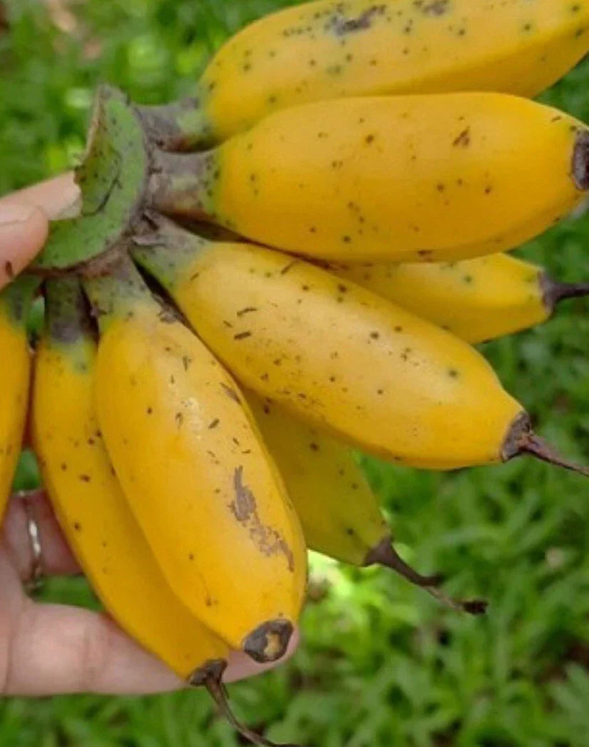 Musa Banana Plant Starter - Live Miniature Tropical Houseplant - Musa spp.