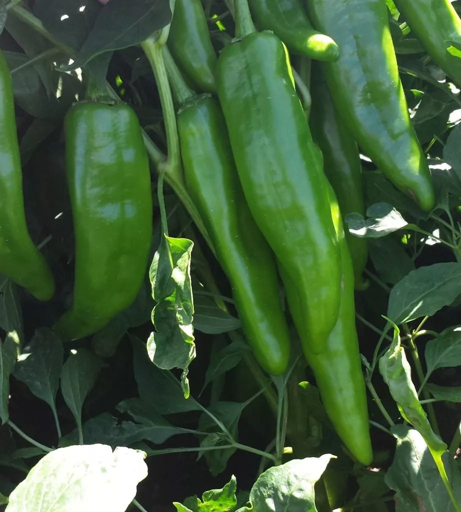 Heritage NM 6-4 Chili Pepper Seeds - Mild Green Chile Heirloom Variety