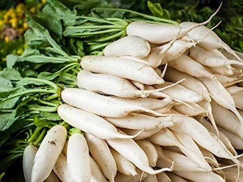 Daikon Radish Seeds - Cover Crop, Deer Resistant, Raphanus sativus, Long Taproots, 100+ Seeds