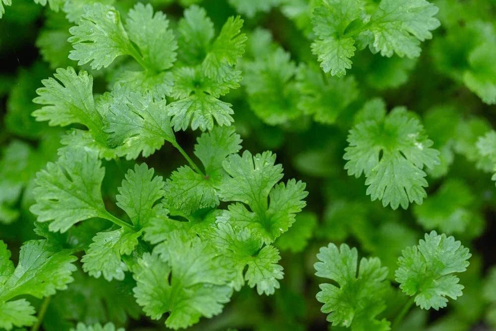 Cilantro Seeds 500+ | Indoor Herb Garden | Coriandrum sativum | Fragrant Culinary Herb