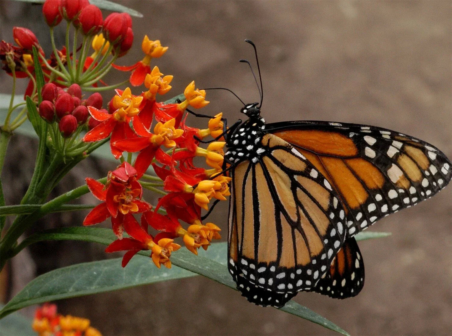 Blood Flower Seeds - Tropical Milkweed - Mexican Butterfly Weed - Asclepias curassavica