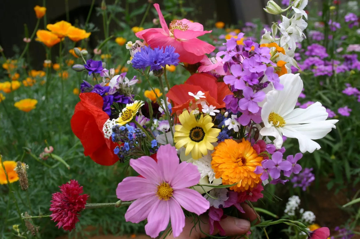 Wildflower Seed Mix 35 Species Cascade Kaleidoscope Annuals & Perennials for Pollinator Gardens