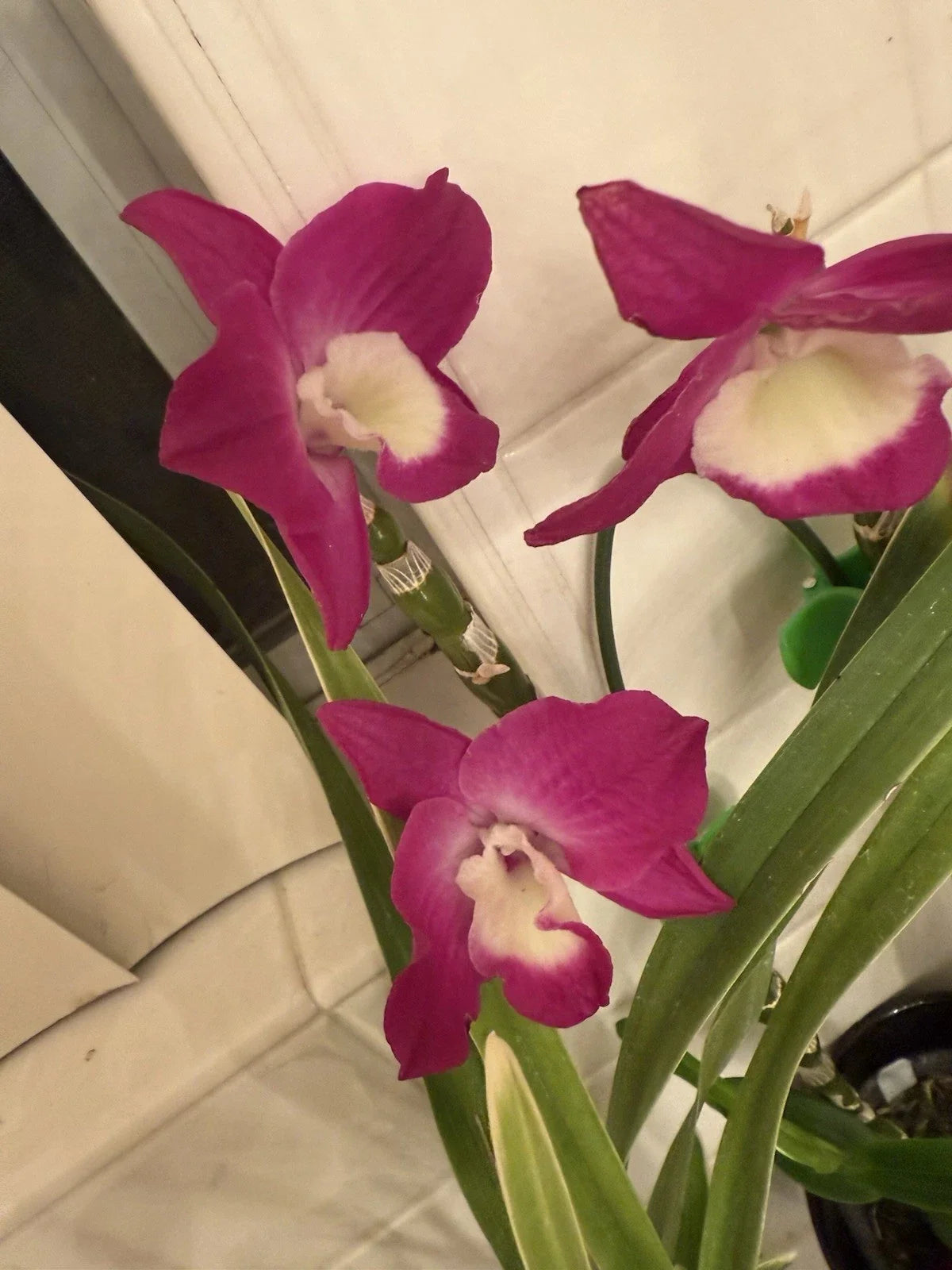 Dendrobium Noble Orchid Cuttings - Mixed Color Propagation - Dendrobium nobile - 10 Healthy Plant Clippings