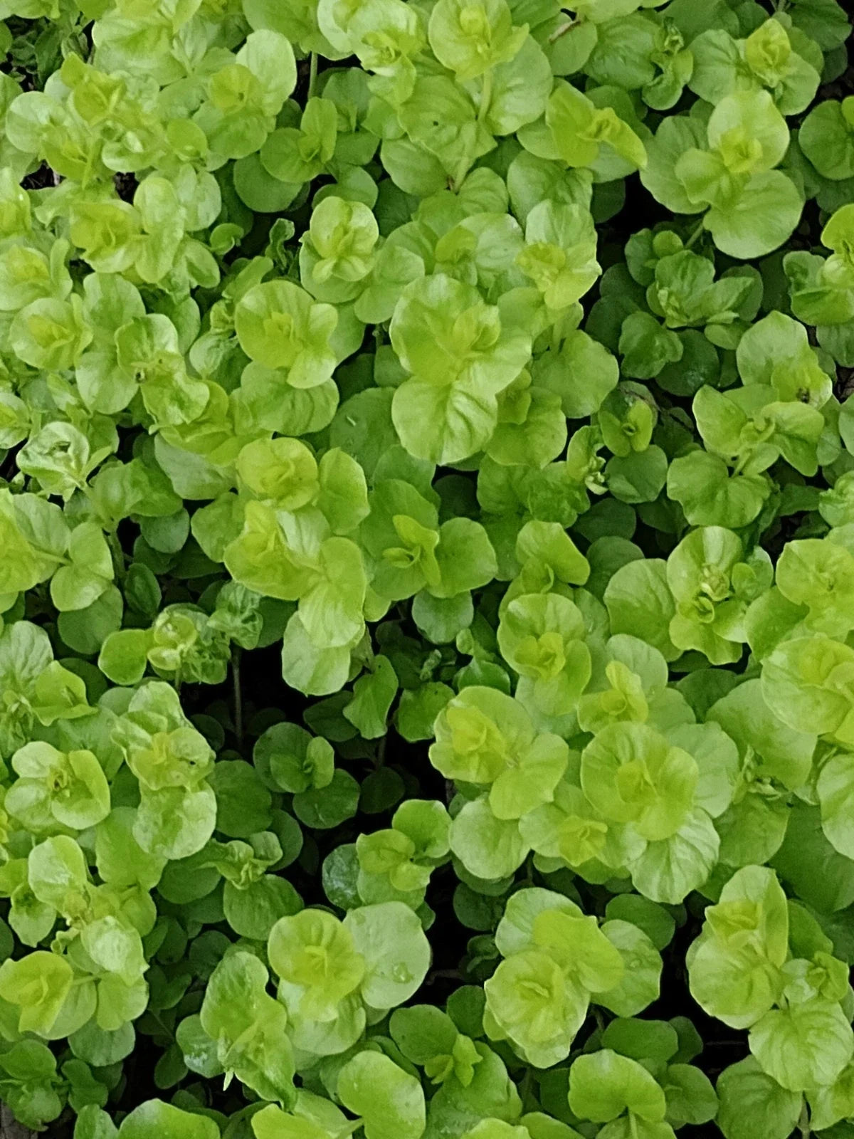 12 Lysimachia nummularia 'Goldi' Golden Creeping Jenny Ground Cover Perennial Live Plants