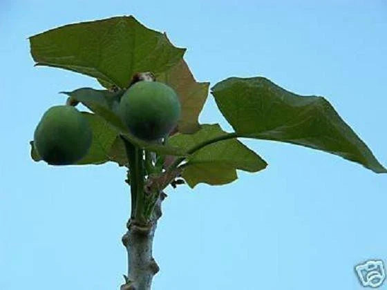 Jatropha Curcas Seeds - Rare Succulent for Biodiesel Oil - 20 Seeds Bonsai Cactus