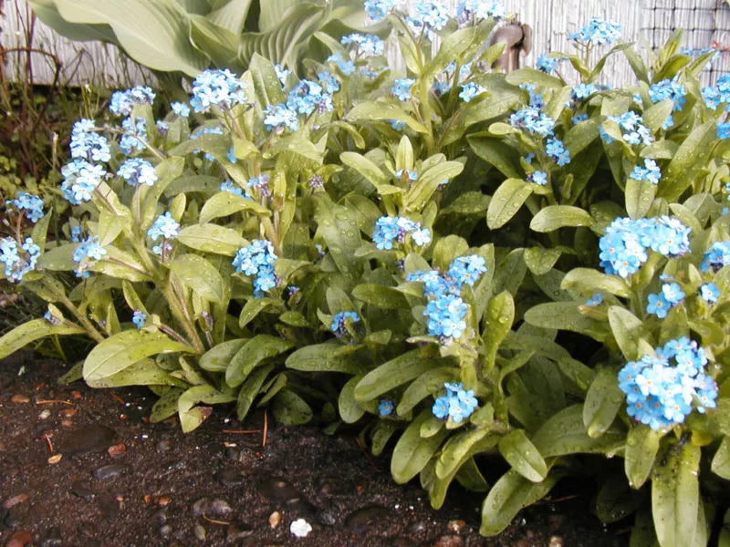 400 Seeds Forget-Me-Not Perennial Myosotis Blue - Groco USA