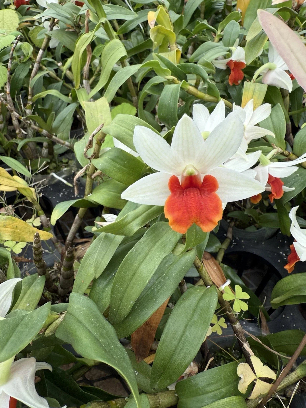 Dendrobium Orchid Bare Root Plant - White and Orange Blooms, Indoor or Outdoor Garden, Easy Care