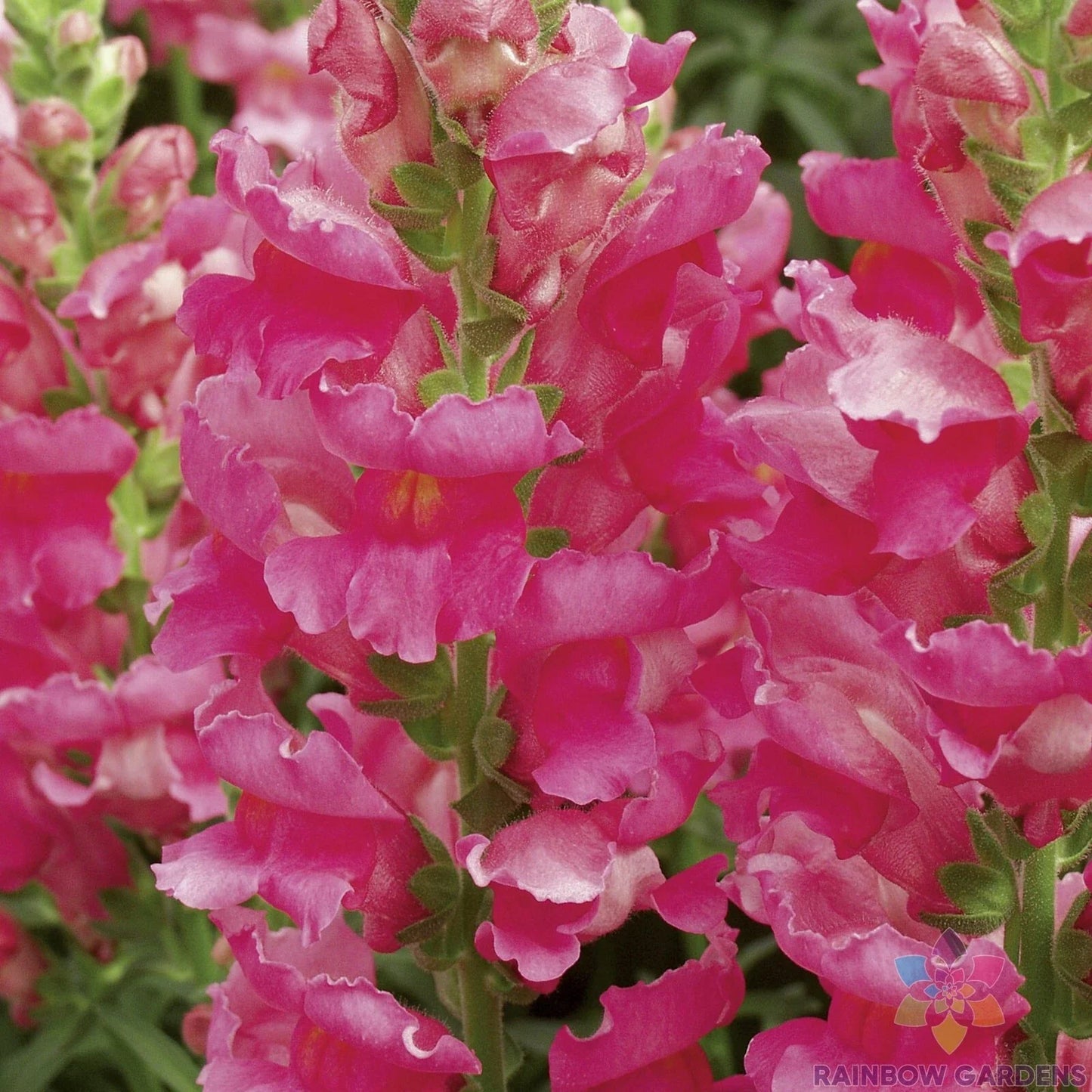 Liberty Rose Snapdragon Seeds - 1000+ Antirrhinum majus Flower Seeds for Garden Beds & Borders
