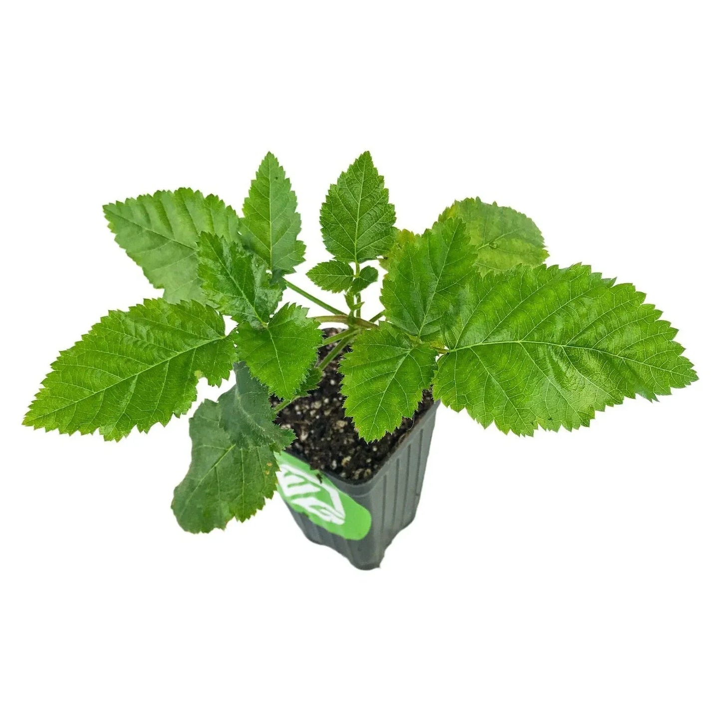 Prime-Ark Freedom Blackberry Plant - Thornless, Sweet Edible Fruit for Home Gardens
