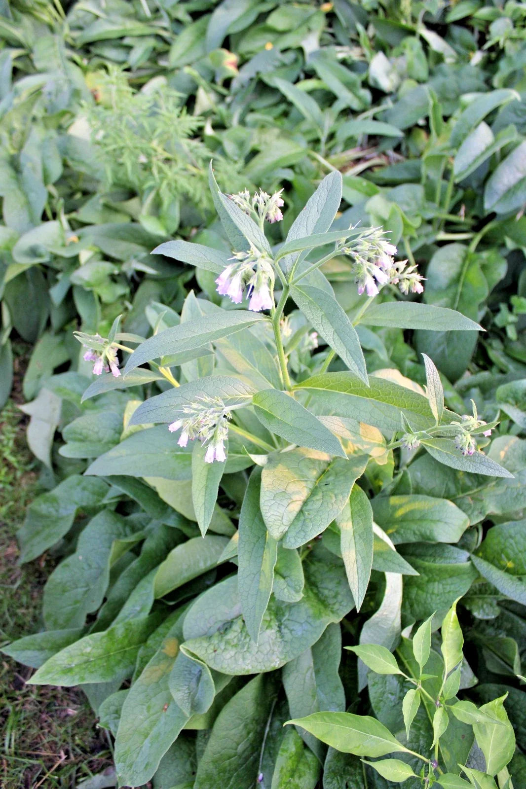 Fresh Organic Comfrey Roots – Russian Symphytum officinale for Planting, Nutrient-Rich Fertilizer, Perennial Garden Root