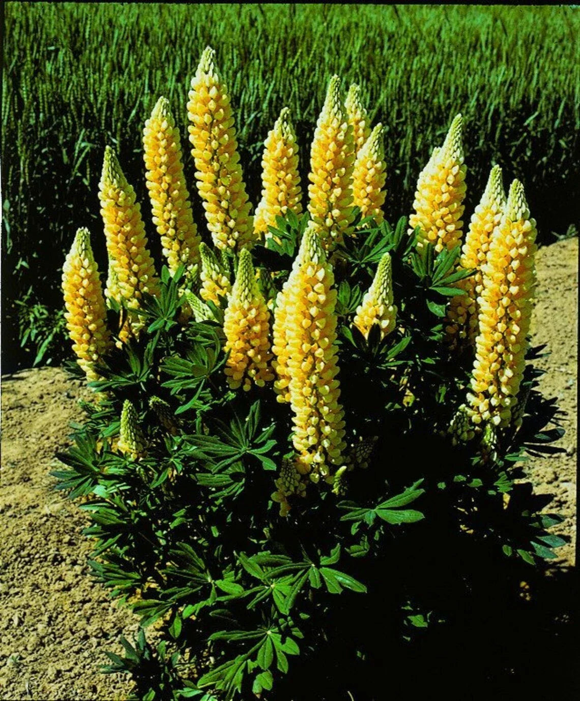 25 Yellow Lupine Seeds | Hardy Perennial Lupinus polyphyllus Flowers