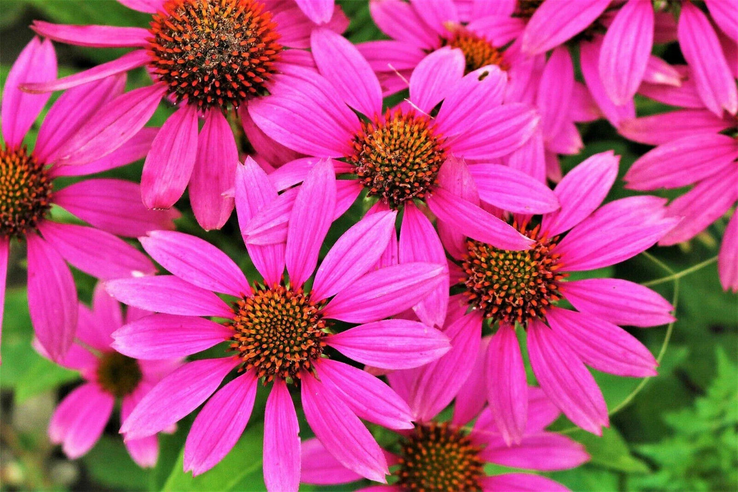 50 Bright Star Coneflower Seeds - Echinacea Perennial Bloom - USA Grown