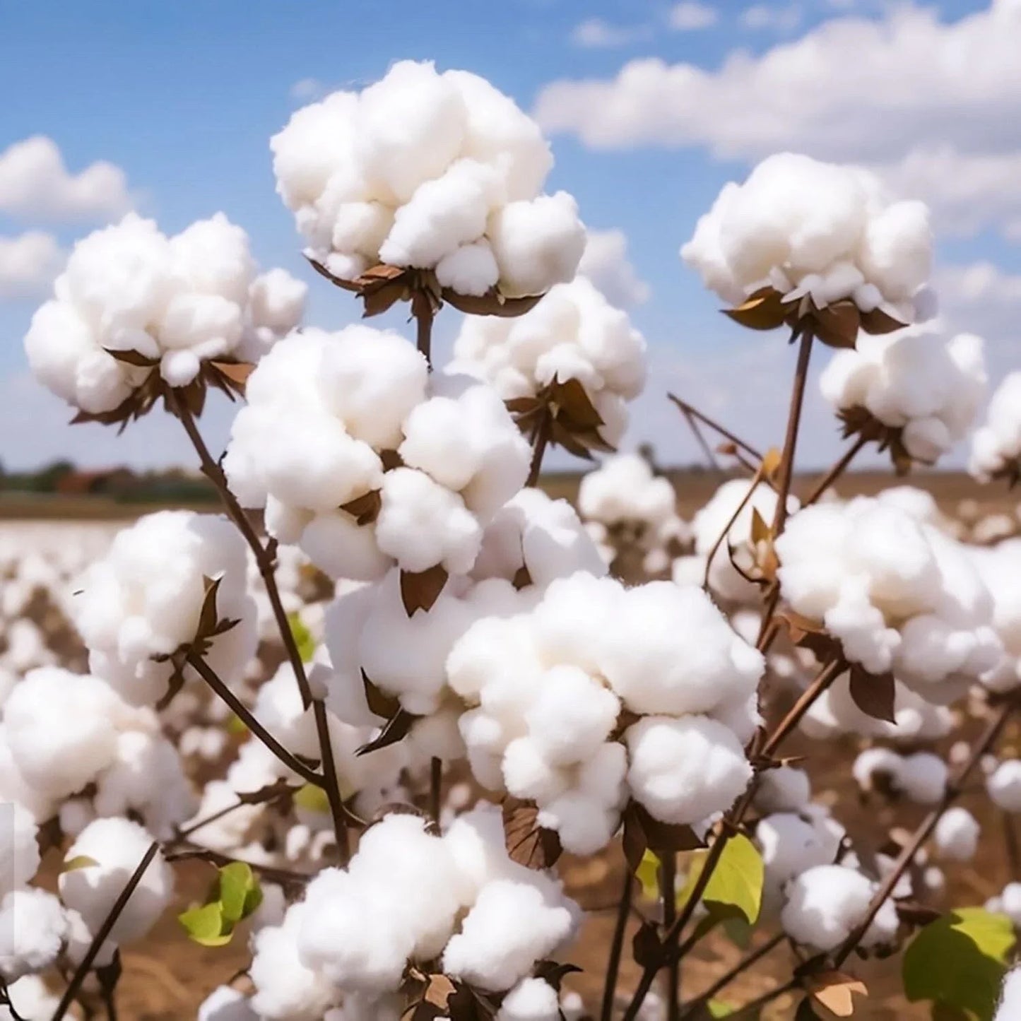 American Cotton Seeds for Planting - Gossypium hirsutum - Organic Cotton Variety - 50 Seeds for Garden Growth