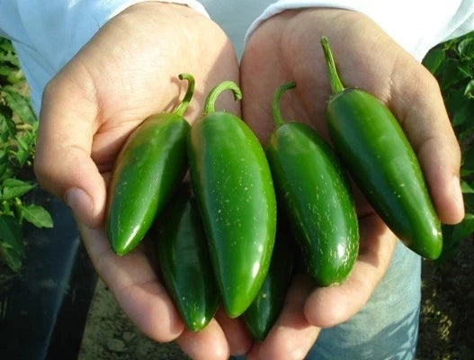 Jalapeno Pepper Seeds - Heavy Yielding Capsicum annuum for Salsas & Stuffed Poppers - Spicy Vegetable Seeds