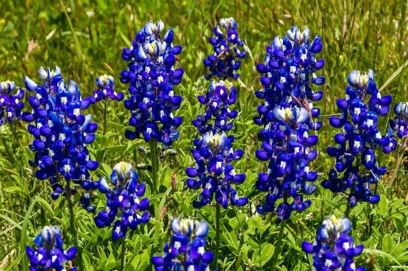 Texas Bluebonnet Seeds - 50 Organic Lupinus texensis Wildflower Seeds for Gardens & Pollinators