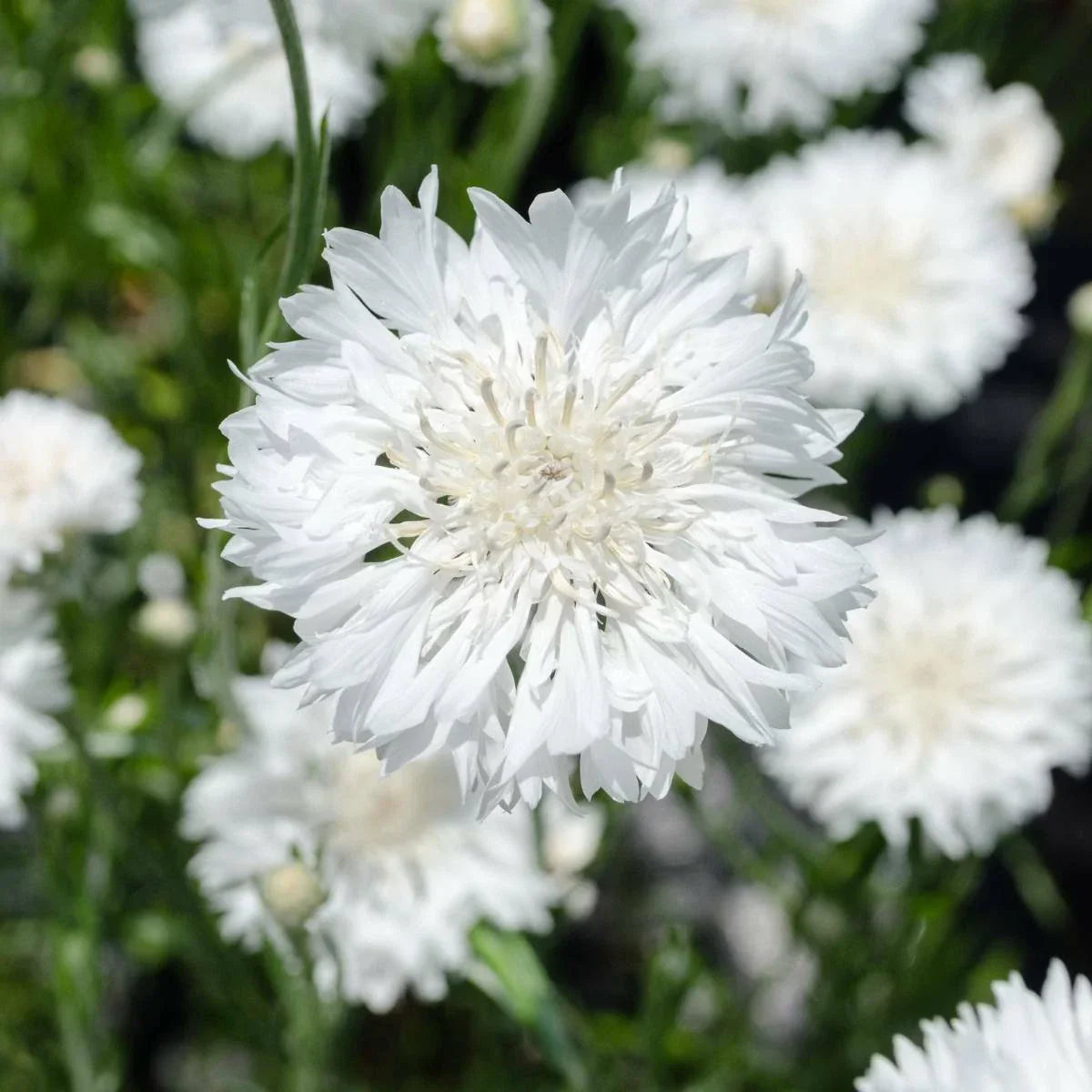 Bachelor Button Cornflower Seeds - Tall White Flowers - Centaurea cyanus - USA Seller