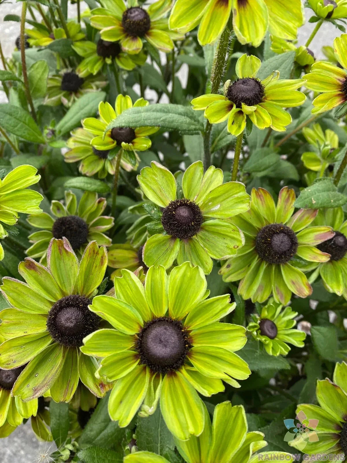 Rudbeckia Seeds - 200+ Enchanted Forest Variety - Black-Eyed Susan (Rudbeckia hirta) - Annual Flower Seeds for Garden