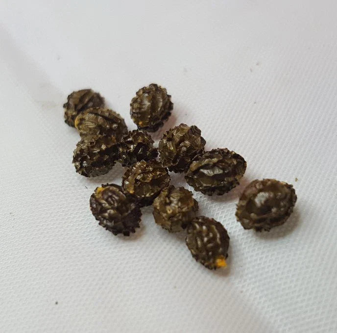 Dwarf Papaya Seeds - 36 Rare Tropical Fruit Tree Seeds - Carica papaya