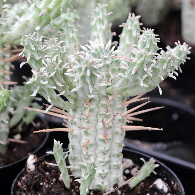 Euphorbia Mammillaris Variegata - Indian Corn Cob - 4" Diameter Rooted Succulent Plant