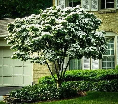 Kousa Dogwood Tree Seedlings 1-2 Feet Tall | Cornus kousa Flowering Trees