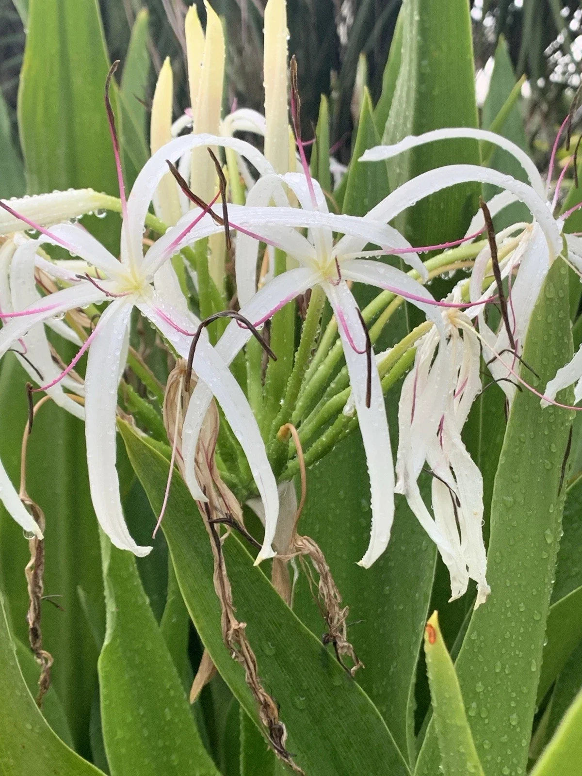 Crinum Lily Seedlings – 2 White Tropical Flowering Plants – Crinum asiaticum – Fragrant, Perennial, Garden or Container Plant