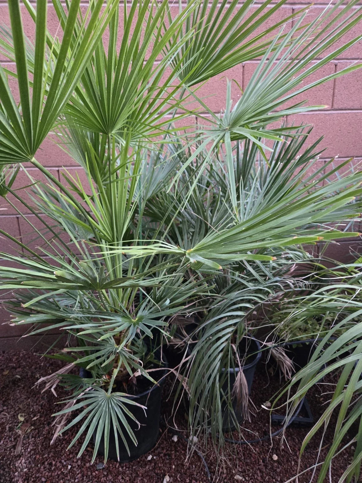 Mediterranean Fan Palm Tree, Potted 46" Chamaerops Humilis, Indoor/Outdoor, Drought-Tolerant, Hardy Palm for Garden or Patio