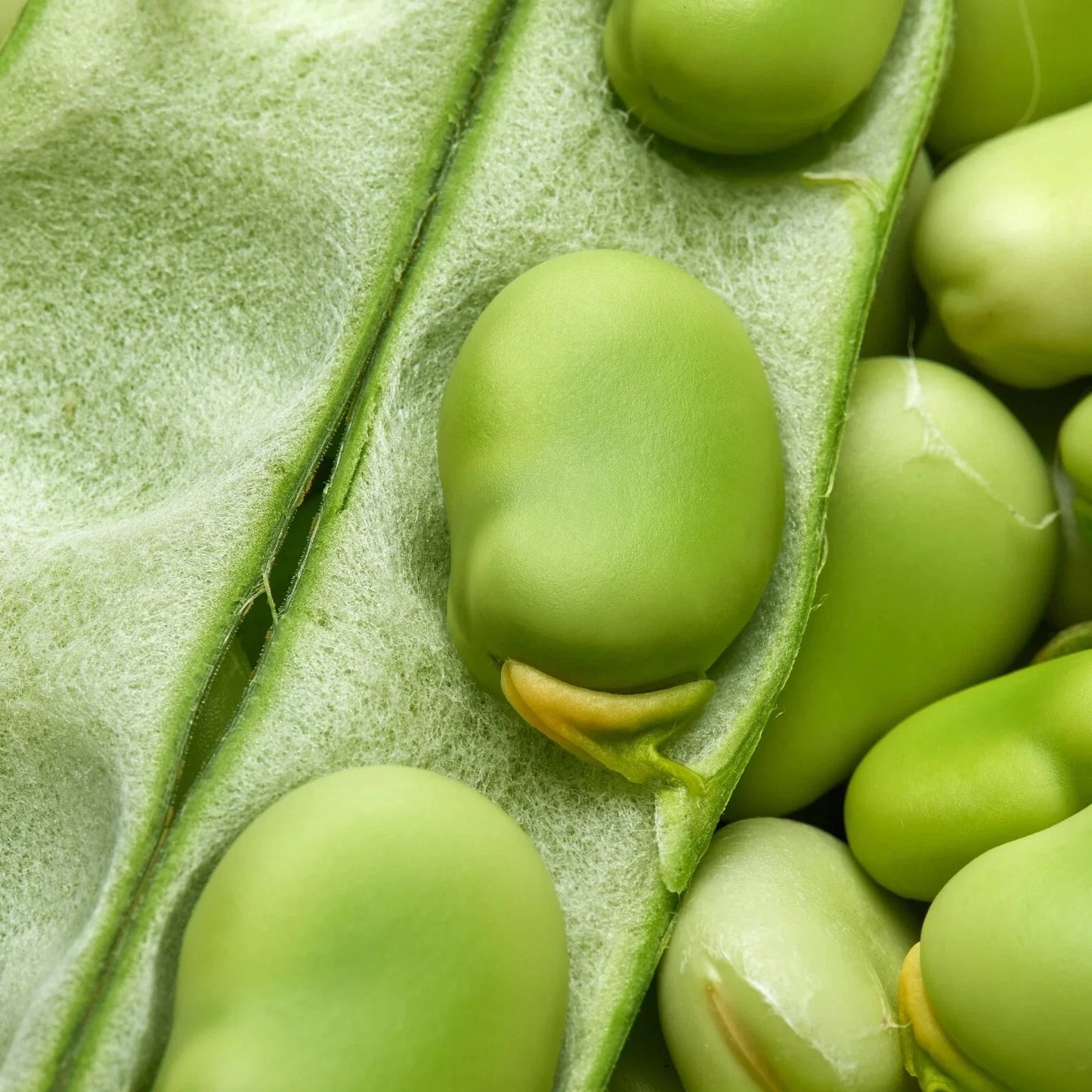 Broad Windsor Fava Bean Seeds - Non-GMO Cover Crop, Vicia faba, 25+ Seeds for Soil Improvement & Nutritious Beans
