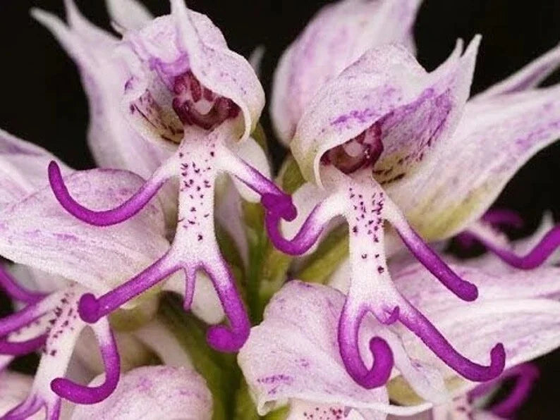 Italian Man Orchid Seeds - 50 Pcs Orchis italica Poir. Rare Flowering Orchid Seeds for Gardening