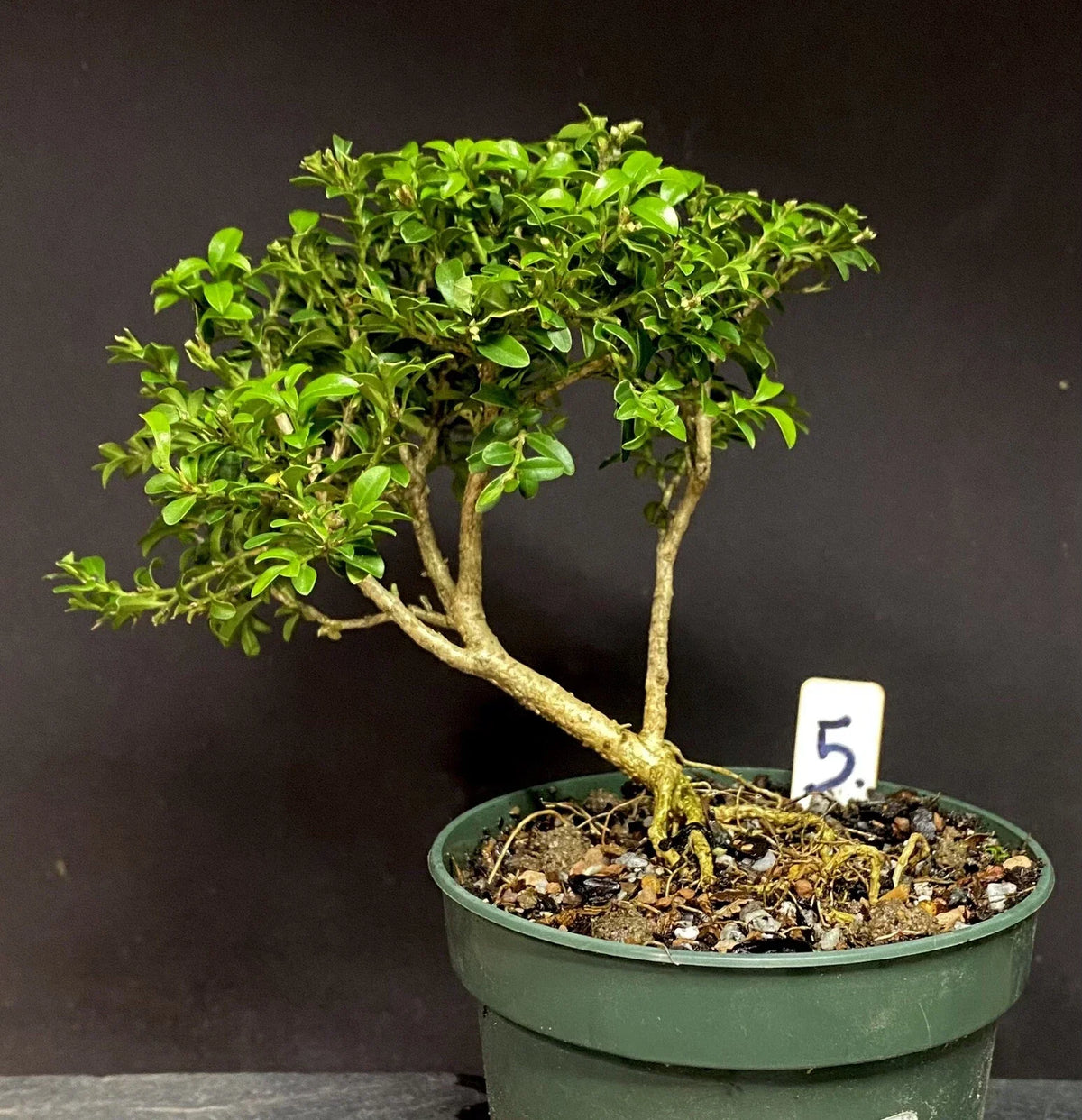 Kingsville Boxwood Pre Bonsai Tree 8-10 Years Old - Buxus microphylla var. japonica