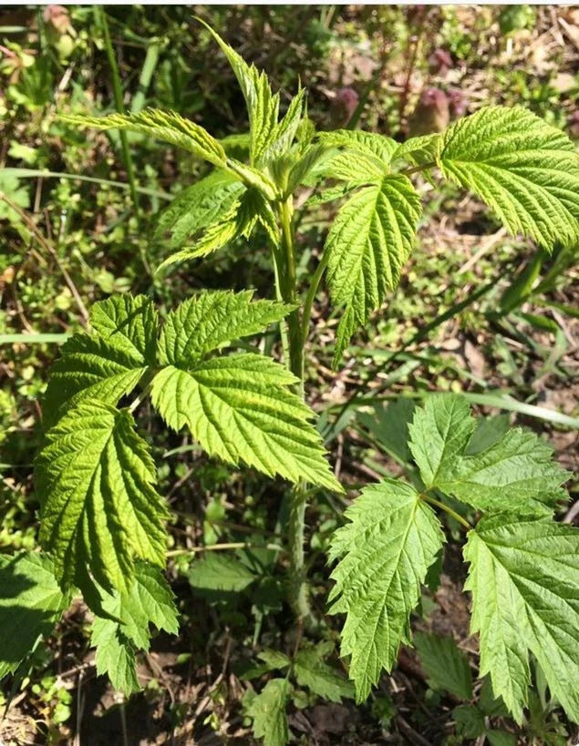Early Everbearing Prelude Red Raspberry Plant - Live Rooted Starter, Rubus idaeus, Fruit-bearing, Self-pollinating, Full Sun