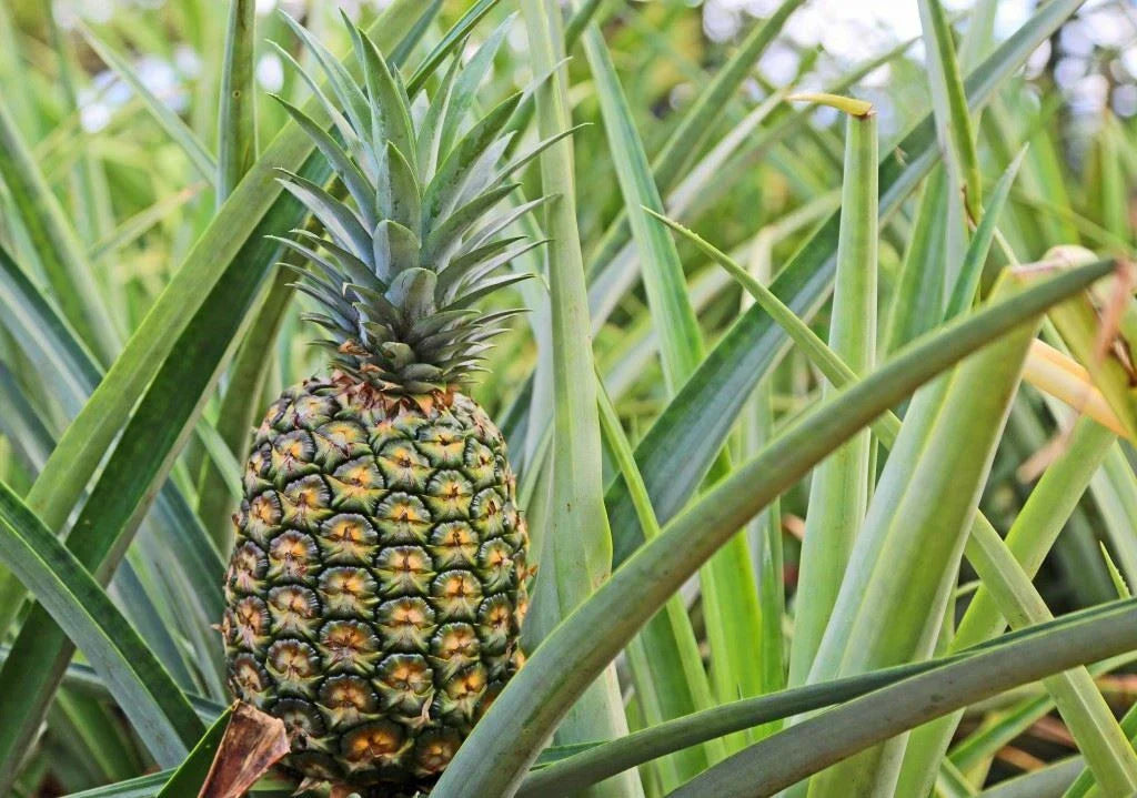 Pineapple Plant Sugar Loaf Variety Live Rooted Crown in Pot Ananas comosus