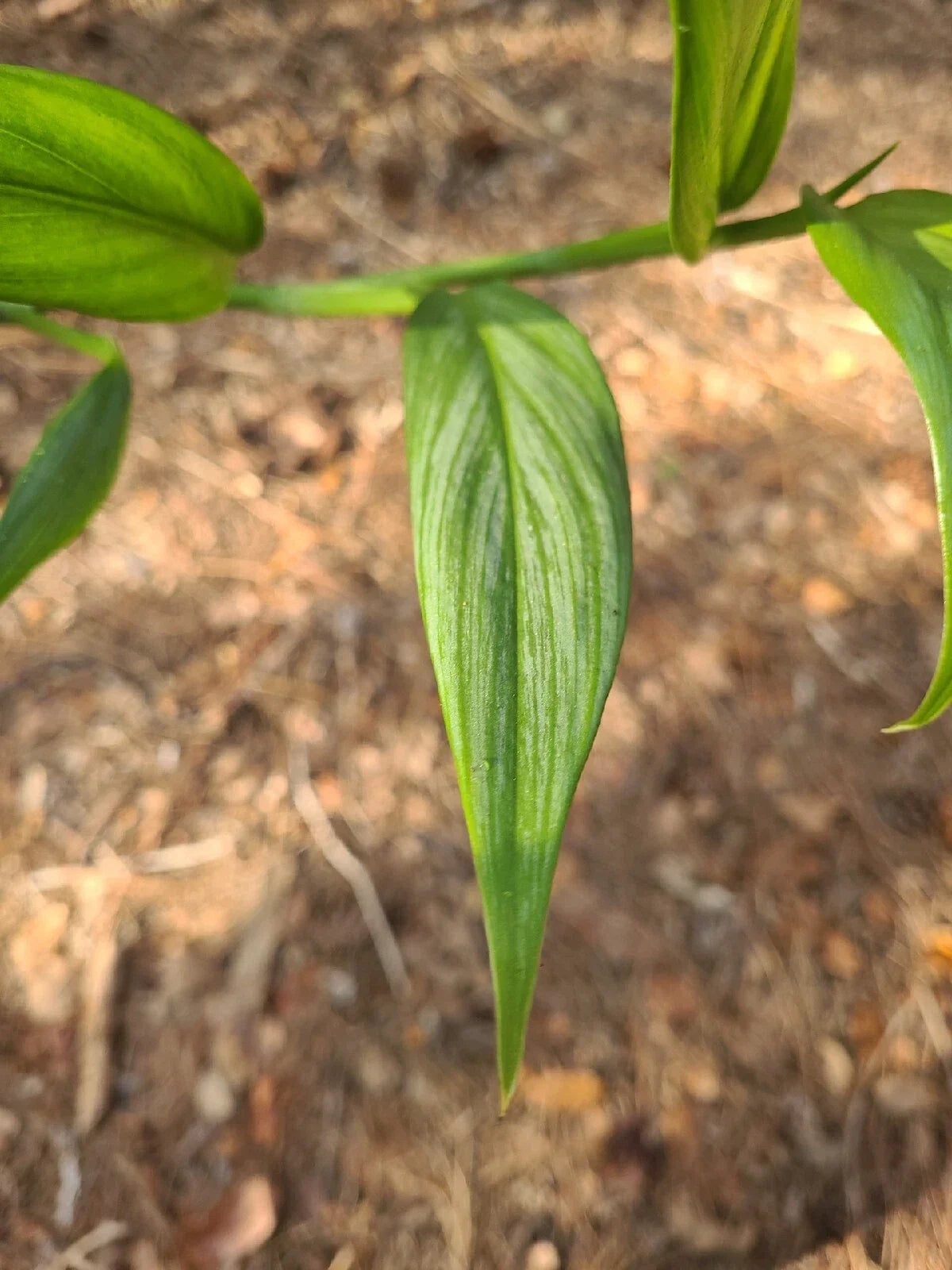 Epipremnum Amplissimum Silver Streak Cutting | 2 Node Fresh Pothos Plant
