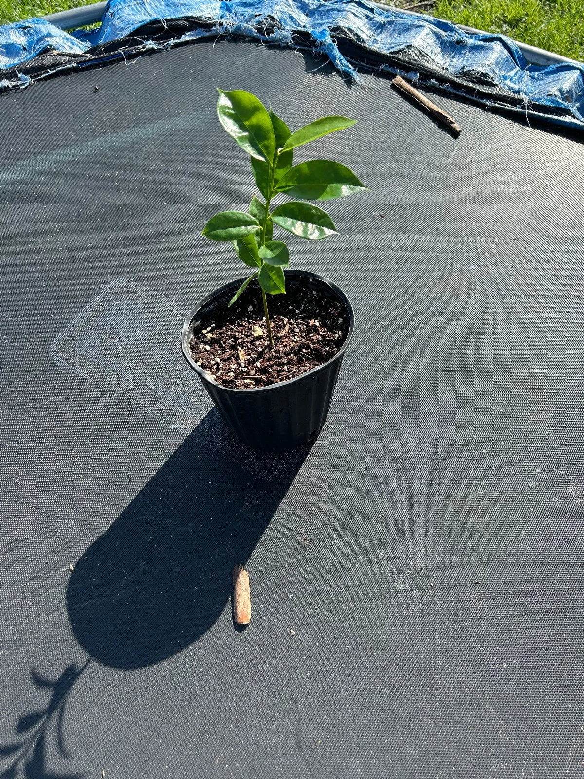 Organic Soursop Tree 5-inch Potted Guanábana Annona muricata Tropical Fruit Tree