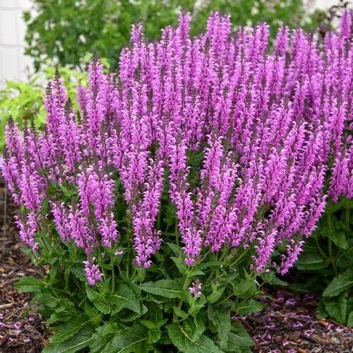 Back to the Fuchsia Salvia Seeds | Perennial Flower Seeds | Salvia splendens | Vibrant Fuchsia Blooms, Attracts Pollinators