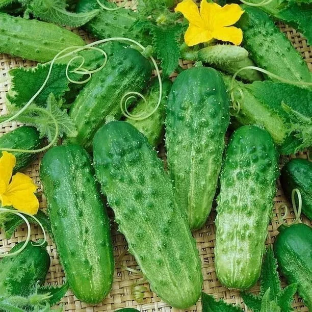 Parisian Gherkin Cucumber Seeds - 120+ Pack - AAS Regional Winner - Cucumis sativus