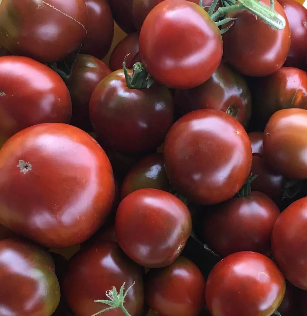 Black Prince Tomato Seeds - Indeterminate Heirloom Vegetable, Russian Solanum lycopersicum, 100+ Seeds for Home Garden & Container