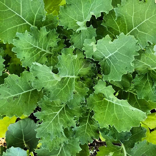 Dwarf Siberian Kale Seeds | Organic Heirloom Non-GMO Brassica oleracea var. sabellica Seed Packet